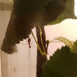 Texas leafcutter ant 290725