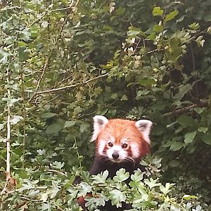 Red panda 290725