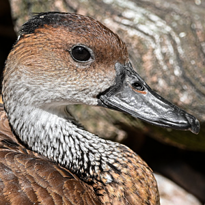 West Indian whistling duck