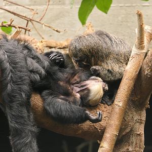 White-faced saki monkeys grooming