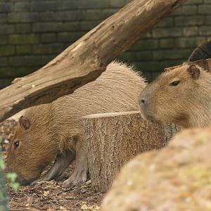Capybara at London Zoo