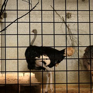 Ostrich in the zebra house