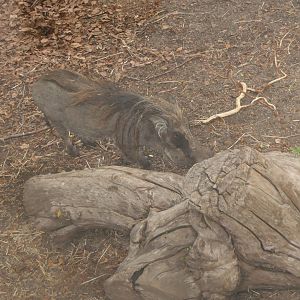 Warthogs in the old African wild dog enclosure