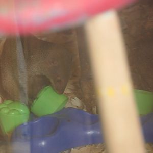 Small Indian mongoose interacting with food-based enrichment