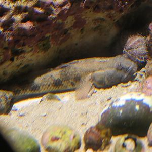 Olive Goby (Glossogobius olivaceus) - Uozu Aquarium