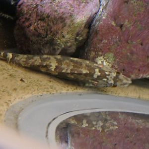 Spotty-bellied Greenling (Hexagrammos agrammus) - Uozu Aquarium