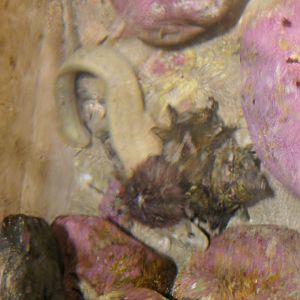 Dainan-ginpo (Dictyosoma temminckii) - Uozu Aquarium