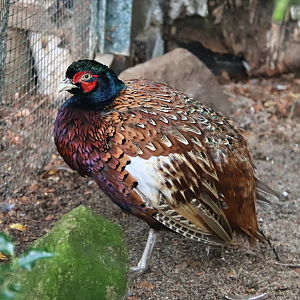 Persian pheasant (Phasianus colchicus persicus)