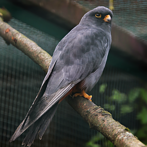 Red-footed falcon (Falco vespertinus)
