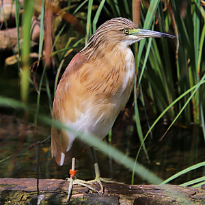 Squacco heron (Ardeola ralloides)