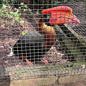 Northern rufous hornbill (Buceros hydrocorax hydrocorax)