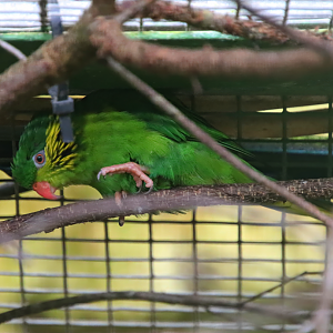 Red-flanked lorikeet (Hypocharmosyna placentis)