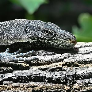 Crocodile monitor