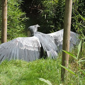 Abu the shoebill sunbathing