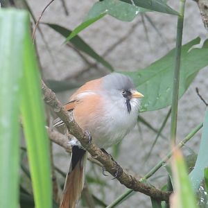 Bearded Reedling
