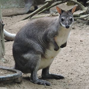 Dusky Pademelon