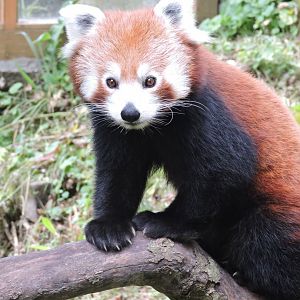 Red Panda