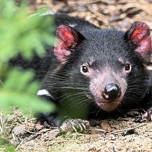 Tasmanian devil