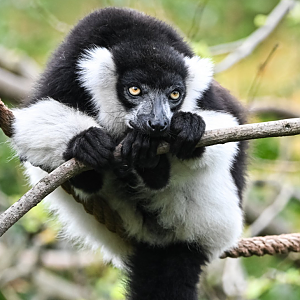 White-belted ruffed lemur