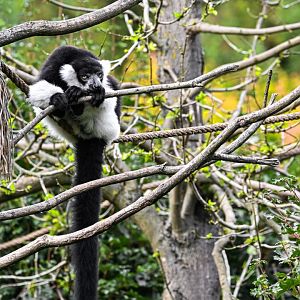 White-belted ruffed lemur
