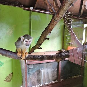 Squirrel Monkey Indoor