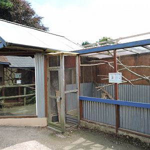 Rusty Spotted Genet Enclosure