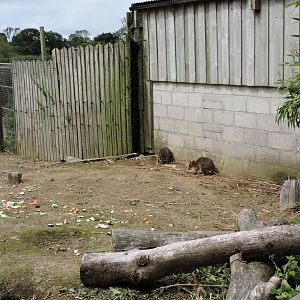 Parma Wallaby Enclosure