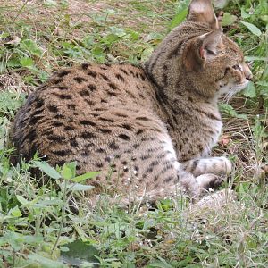 Savannah Cat