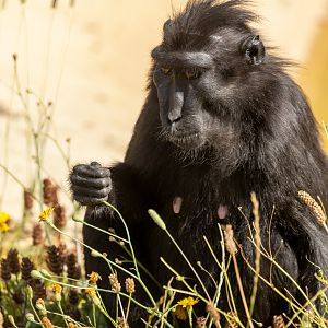 Sulawesi crested macaque : Whipsnade : 13 Jul 2025