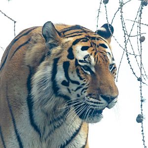 Amur tiger : Whipsnade : 13 Jul 2025