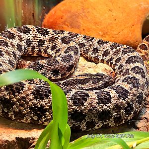 Dusky Pygmy Rattlesnake-July 2025