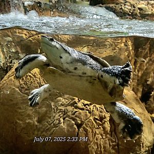 Hilaire's Side-Necked Turtle-July 2025