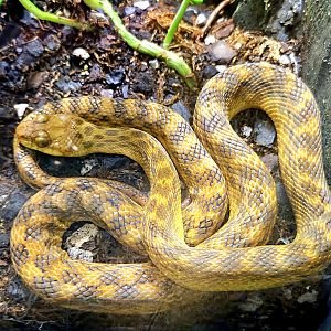Madagascar Cat-Eyed Snake-Cameron Park Zoo