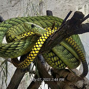 West African Green Mamba-July 2025