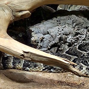 Puff Adder - Cameron Park Zoo