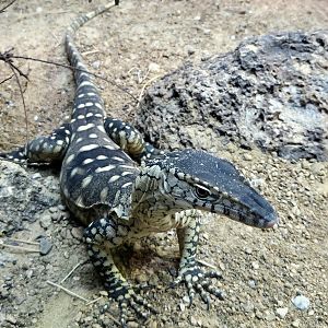 Parentie - Cameron Park Zoo