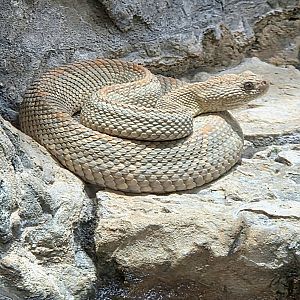 Aruba Island Rattlesnake - July 2025