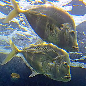 Lookdowns - July 2025