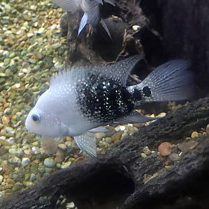 Texas Cichlid - July 2025