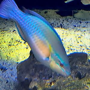 Princess Parrotfish-July 2025
