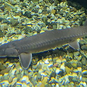 Shovelnose Sturgeon-July 2025