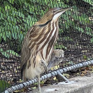 American Bittern -July 2025