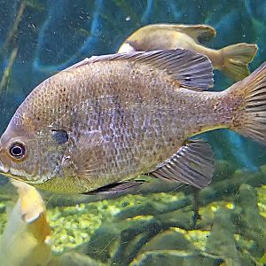 Bluegill Sunfish - July 2025
