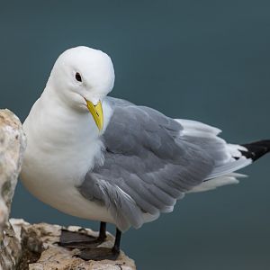 Kittiwake (wild) UK