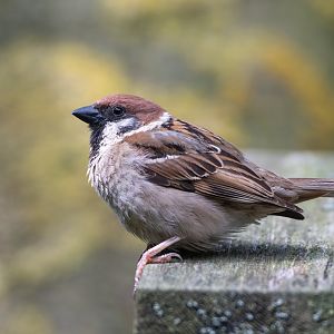 Tree Sparrow (wild) UK