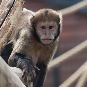 Yellow-breasted Capuchin
