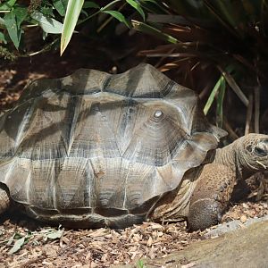 Aldabra Giant Tortoise