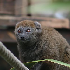 Lac Alaotra Bamboo Lemur