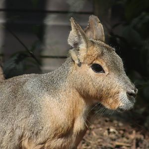Patagonian Mara