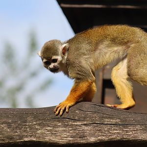 Common Squirrel Monkey